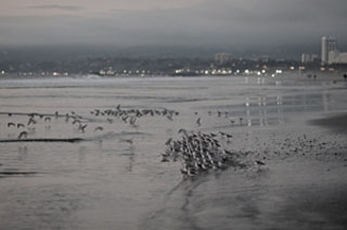 Thurs-July16-2015-Leica-HelenGarber-Night-Birds