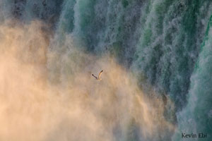 Sat-Jan16-G2Gallery-Ebi-Kevin Gull In Mist Niagra Falls National Heritage Area NewYork WM