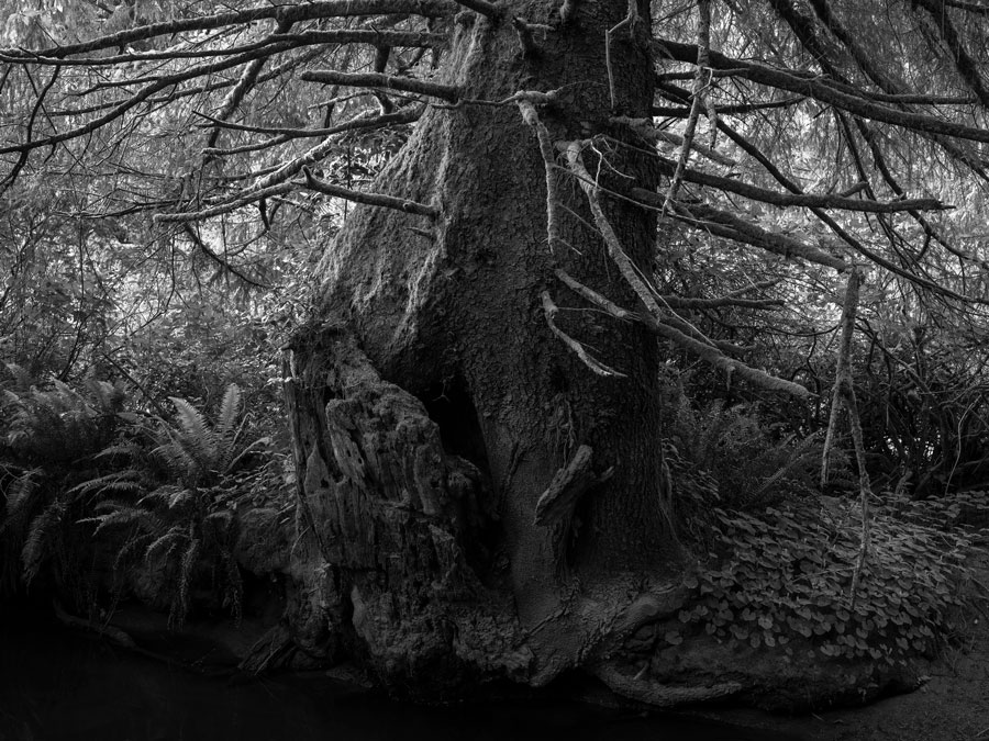 Gallery Luisotti Ron Jude